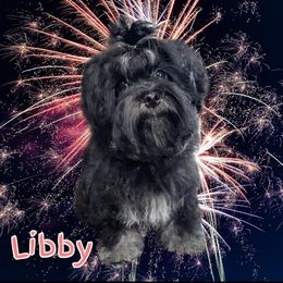 Libby - Black female Russian Tsvetnaya Bolonka puppy in Chicago, Illinois from Simply Bolonka - A Russian Tsvetnaya Bolonka Kennel