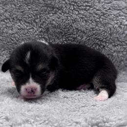 RHT Fem 2 - Black and tan female Pembroke Welsh Corgi puppy in Stephenville, Texas from Rising JM Pembrokes