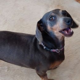 Dachshunds from SW Doxie Hounds