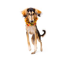 Saluki All Grown Up from Hayat Salukis