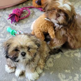 Shih Tzu All Grown Up from ShihTzuCt