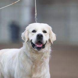 Lincoln - Golden Retriever