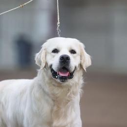 Lincoln - Golden Retriever