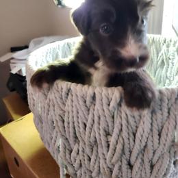 Rosy - Sable female Bordoodle puppy in New Oxford, Pennsylvania from The Weekend Farm
