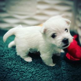 West Highland White Terrier Puppies from Elvador West Highland White Terriers