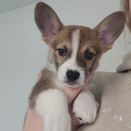 Teddy - White and red male Pembroke Welsh Corgi puppy in Tomball, Texas from Larsen Loved Corgis