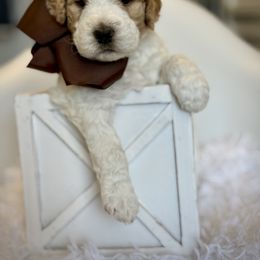 Brown Collar Girl - Caramel female Australian Labradoodle puppy in Wake Forest, North Carolina from Lucky Country Labradoodles