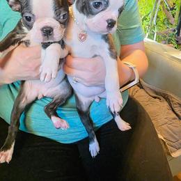 Bella's black and brindle girl - Black brindle and white female Boston Terrier puppy in Anchorage, Alaska from 907 Bostons