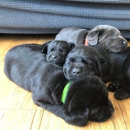 Dilute Retriever Puppies from BR Labradors, LLC