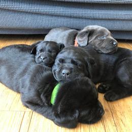 Dilute Retriever Puppies from BR Labradors, LLC