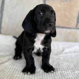 Christopher - Black and white male Basset Hound puppy in Yarnell, Arizona from Boulder Oak Bassets