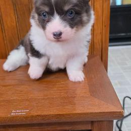 Spot - Blue male Pembroke Welsh Corgi puppy in Charleroi, Pennsylvania from Twilight Hollow Corgis