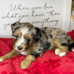 Morgan - Merle female Sheepadoodle puppy in Roseburg, Oregon from Sharon’s Sheepadoodle’s