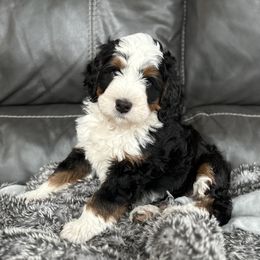 Bernedoodles from Mountain Dreamin' Bernedoodles