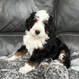 Bernedoodles from Mountain Dreamin' Bernedoodles