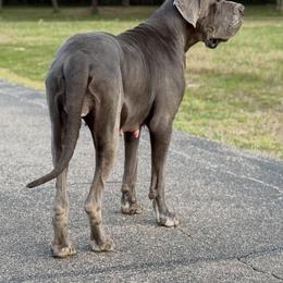 Delilah - Great Dane