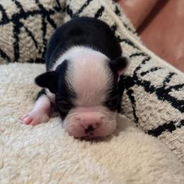 Opal Girl 3 - Black and white female Boston Terrier puppy in Brookville, Ohio from Best Friend Bostons
