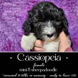 Old English Sheepdog and Sheepadoodle Puppies from Country Roads Sheepdogs & Doodles