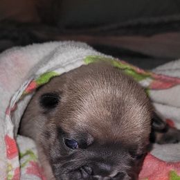 French Bulldog Puppies from 4 Leaf Frenchies