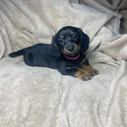 Katy - Black and tan female Dachshund puppy in Richmond, Virginia from Paw Prints