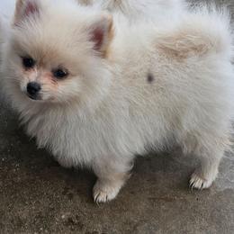 Lord Milori - White male Pomeranian puppy in Laredo, Texas from SASH Poms