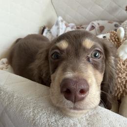 Dachshund Puppies from Lone Star Dachshunds