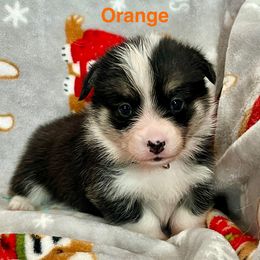 ORANGE Girl - Black and tan female Pembroke Welsh Corgi puppy in Acampo, California from Rees Corgis