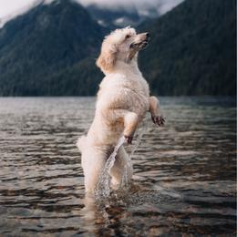 Marseilla 🩵 - Poodle