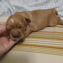 Boy 1 - Apricot male Cavapoo puppy in Crosby, Texas from Oakdale Cavaliers