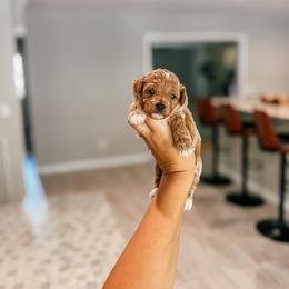 Tiny Toy Kai - White and apricot male Bichon Frise puppy in Altamonte Springs, Florida from The Perks of Pups
