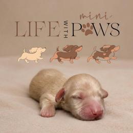 Marlow - Cream male Dachshund puppy in Palm Bay, Florida from Life With Mini Paws