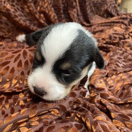Girl 4 - female Pembroke Welsh Corgi puppy in Otterville, Missouri from Lynette McMillin McMillin Stony Point Corgis