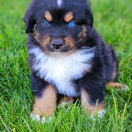Australian Shepherd and Great Pyrenees Puppies from Naches Heights Ranch