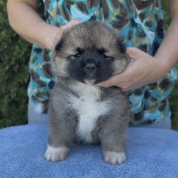 Girl 4 - Brown female Akita puppy in Coopersburg, Pennsylvania from Main Street Akitas