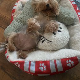 Pomeranian and Yorkshire Terrier Puppies from BC Breeders Association
