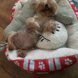 Pomeranian and Yorkshire Terrier Puppies from BC Breeders Association