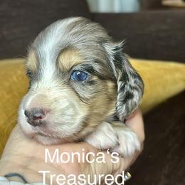 Violet - Dapple female Dachshund puppy in Humble, Texas from Monica’s Treasured Dachshunds