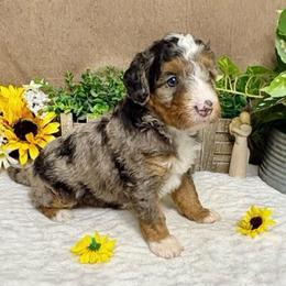 Colby - Blue merle female Bernedoodle puppy in Seymour, Missouri from D and D’s Dandy Doodles