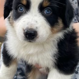 Australian Shepherd Puppies from Sandi’s Australian Shepherds
