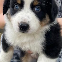 Australian Shepherd Puppies from Sandi’s Australian Shepherds