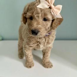 Aussiedoodle and Labradoodle Puppies from Doodles on Duty