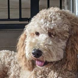Maui - Goldendoodle