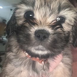 AKC boy 3 Brown Collar - Red gold male Lhasa Apso puppy in Chico, California from Lhasa Apsos of northern Ca . Biewer terriers of northern California