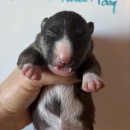 Girl 1 - Black brindle and white female Miniature Bull Terrier puppy in Los Angeles, California from Triumph Miniature Bull Terriers