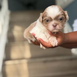 Zin - Lilac female Shih Tzu puppy in Union City, Georgia from Chinx Puppy Songs