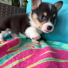 Ranger - Black and tan male Pembroke Welsh Corgi puppy in Purcell, Oklahoma from Lewis Aussie’s & Corgi’s