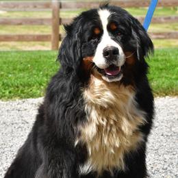 Lillian - Bernese Mountain Dog