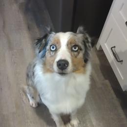 Aussiedoodles and Australian Shepherds from Hickory trail Australian & Bernedoodle  Farm