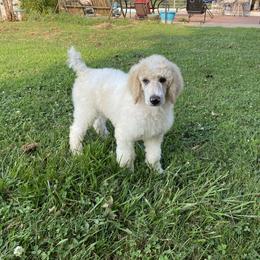 Poodle Puppies from RP Bar Ranch Royal Poodles and Doodles