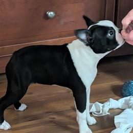 Boston Terrier puppies from Whispering Willows